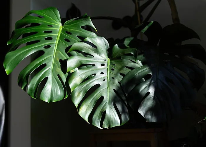 Evergreen - Design & Spacious Old Town With Ac, 1,5 Bath, Family-friendly Apartman *